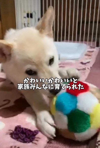 家族全員が溺愛した