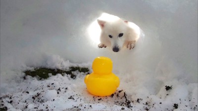 アヒル