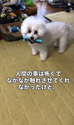 リリーちゃんの変化3
