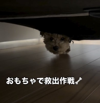 ソファの下からじっと見つめる犬