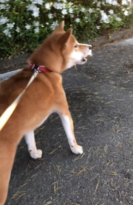 遠吠えする柴犬