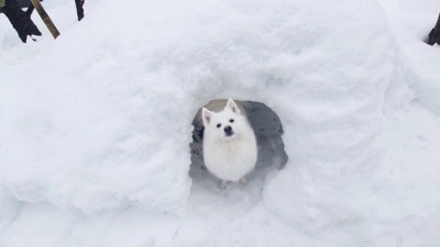 お気に入り