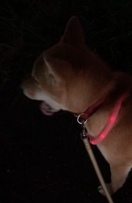 遠吠えする柴犬