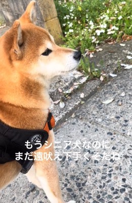 耳を澄ます柴犬