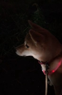 チャイムの音に耳を澄ます柴犬
