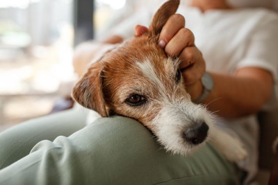 膝でくつろぐ犬