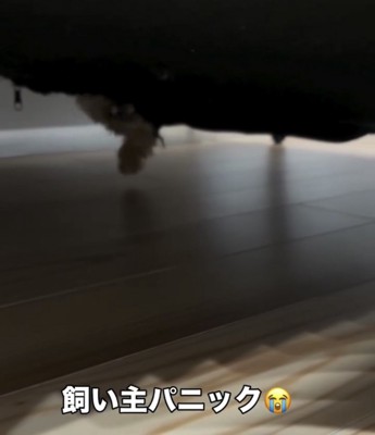 ソファの下で動く犬の足