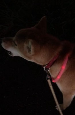 遠吠えする柴犬