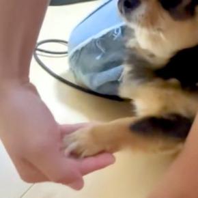 『お手…できちゃったんだが！？』小型犬が咄嗟に手を出した結果→思いがけない『表情』に爆笑「なんで驚く側なのｗｗ」「顔可愛い」と28万再生