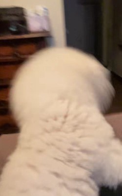 ジタバタ暴れるわんこ!?