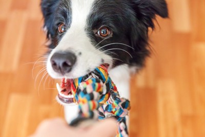 ロープを引っ張る犬