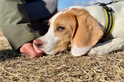 伏せをして動かない犬