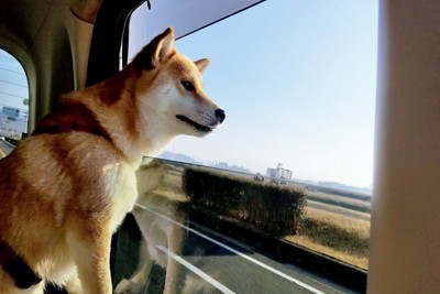 窓の外を見る犬
