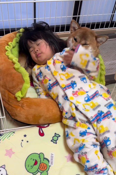 困惑の表情を浮かべるコロちゃん