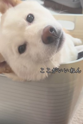 洗濯カゴの中で寛ぐ柴犬