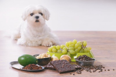 犬に食べさせたらダメなもの