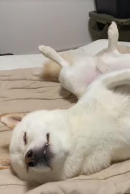 へそ天で眠る柴犬