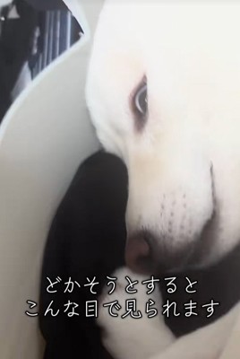 飼い主を見つめる柴犬