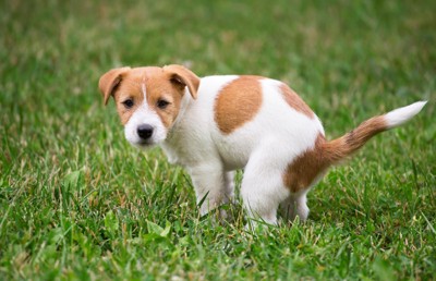 ウンチをする犬
