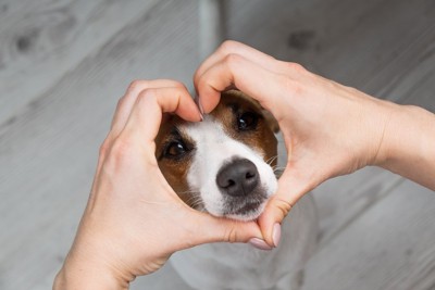 手で作ったハートに顔を入れる犬