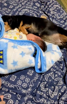 母乳をあげようとするワンコ