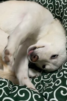 ベッドで丸まる柴犬