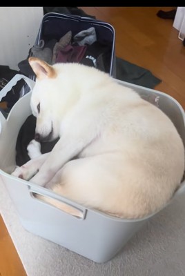 洗濯カゴで眠る柴犬