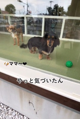 ママがお迎えに来た時のコロンちゃん9
