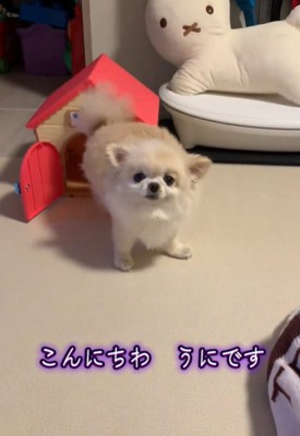 こちらを見る犬1