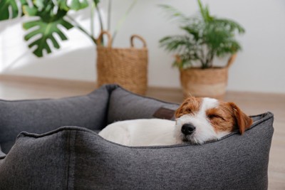 ベッドで寝ている犬