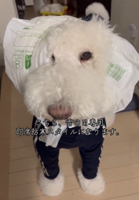 袋のすき間から目をのぞかせる犬