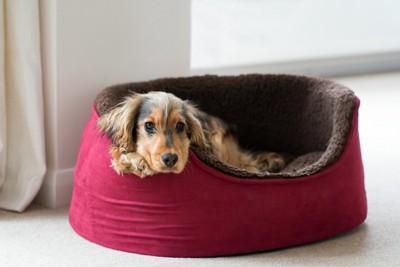 ベッドの縁にあごを乗せている犬