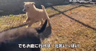 庭で遊びまわる子犬たち