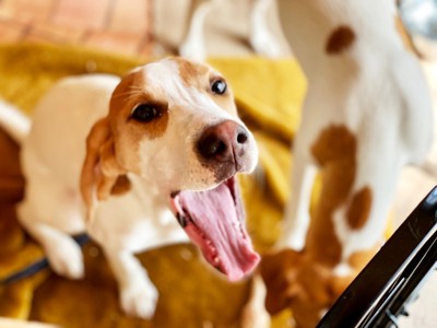 口を開ける犬