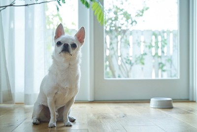 おすわりする白い犬チワワ