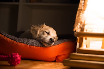 薄暗いところで寝ている犬