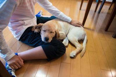 膝の上に頭を乗せる犬