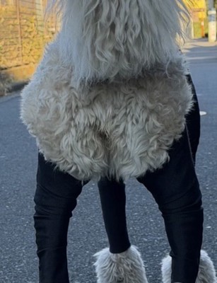 服からはみ出す犬のお尻