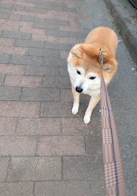 敷地