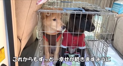 ケージに入る2匹の子犬