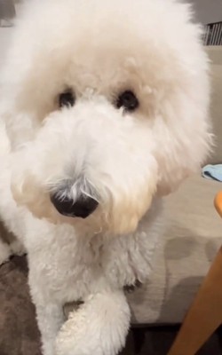 片手をソファに乗せるハクくん