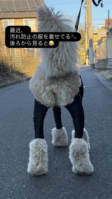 夕暮れの道に立つ犬