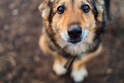 悲しい表情の犬