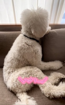 何度も呼び掛ける飼い主さん