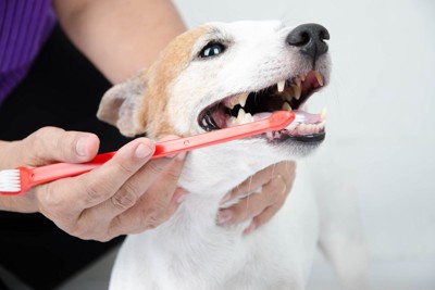 歯みがきされる犬