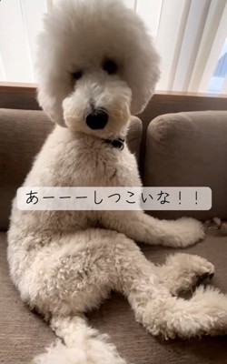 振り返るハクくん