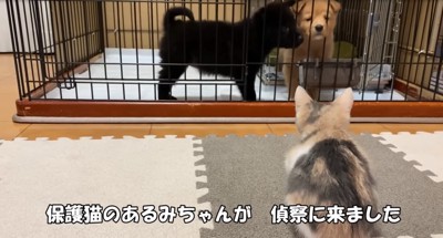 偵察する子猫