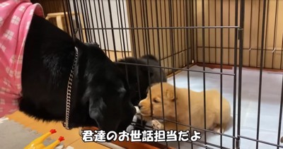 先輩犬と挨拶する子犬