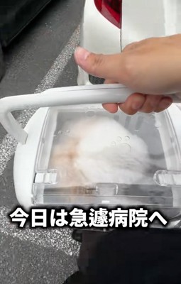 病院に連れてこられた犬→『病院だ』と気付いた瞬間に…分かりやすすぎる『怖がり方』が18万再生「ガクブルｗｗ」「かわいそうだけど可愛い」