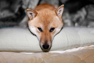 不機嫌そうな柴犬の顔のアップ